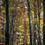 Automne Megève