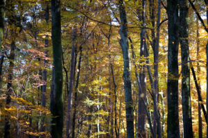 Automne Megève