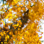 Automne Megève