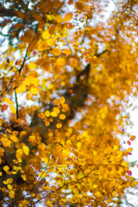 Automne Megève