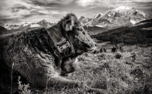 megeve-photographe
